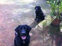 Filename=Closer_pups_on_Deck.jpg
Filesize=1212KiB
Dimensions=2047x1529
Date added=Aug 27, 2011 Closer_pups_on_Deck.jpg