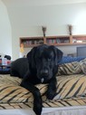 Sirloin_on_bed.jpg