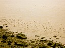 Filename=flight.JPG
Filesize=736KiB
Dimensions=2048x1536
Date added=Sep 09, 2011 flight.JPG