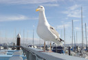 Filename=BCF_Waiting_for_a_Table_at_Sam_s.jpg
Filesize=554KiB
Dimensions=2048x1413
Date added=Oct 31, 2011 BCF_Waiting_for_a_Table_at_Sam_s.jpg