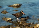 Filename=Tiburon_SWEET21_28229.jpg
Filesize=1297KiB
Dimensions=2047x1490
Date added=Oct 20, 2016 Tiburon_SWEET21_28229.jpg